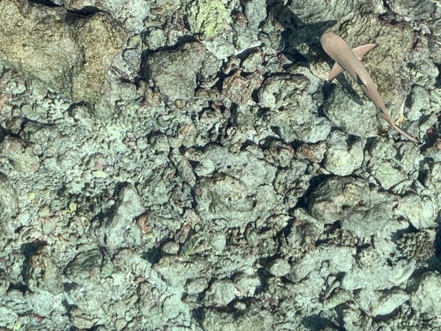 80C40166-F337-4446-9C33-6856CD249111.jpeg