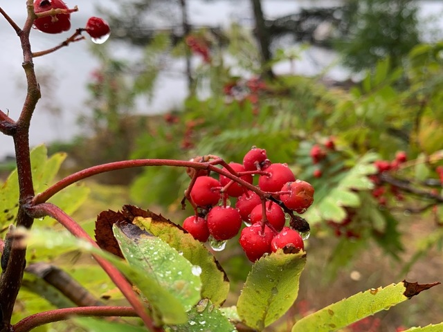 849B9D58-0817-44A9-85C2-3D0140E93CF0.jpeg