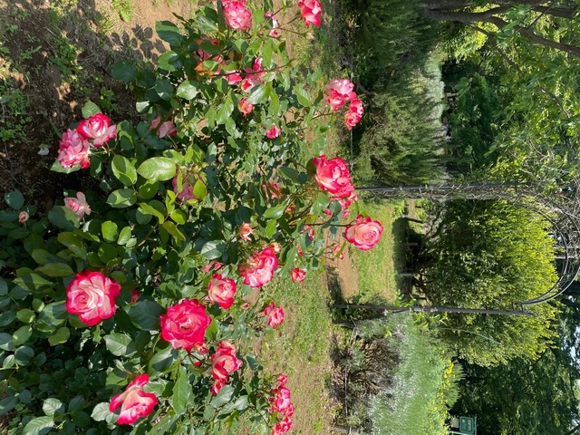IMG_4529.jpeg